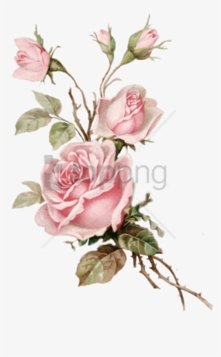 Free Png Download Old Rose Png Images Background Png - Vintage Pink Floral Png