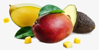 Our Products - Avocado