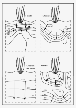 Sugarcane Drawing Transparent - Line Art