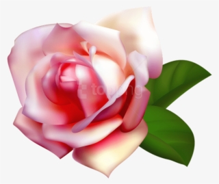 Free Png Download Beautiful Rose Png Images Background - Clipart Garden Rose