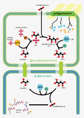 சி4 கார்பன் பதித்தல் - C4 Carbon Fixation