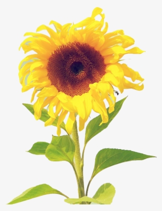 黄色菊花 - Sunflower Wallpaper Watercolor Iphone