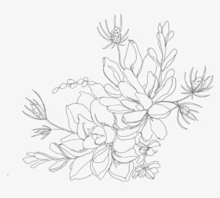 750 X 750 4 - Succulent Line Drawing