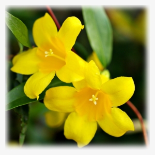 Yellow Jessamine - Gelsemium Sempervirens - Yellow Jasmine