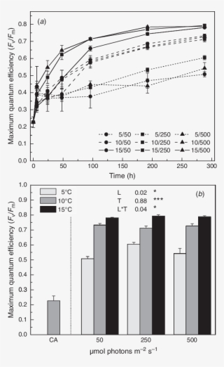 The Effect Of Temperature And Light Intensity On Chlorophyll - Light Intensity And Chlorophyll