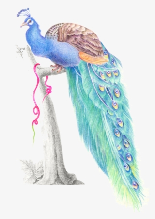 Mq Blue Birds Bird Peacock Watercolor - Peafowl
