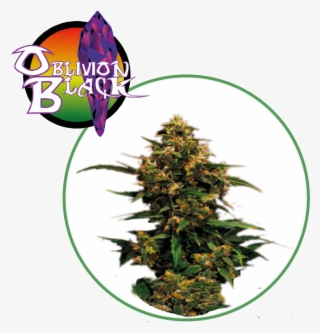 Oblivion Black - Illustration - 1042x1042 PNG Download - PNGkit