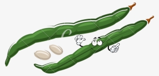 800 X 386 1 - Green Bean