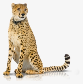 02 Produkte Panel Backup-hd - Cheetah Sitting Up Png