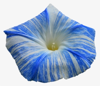 Morning Glory Png - Morning Glory Flower Png