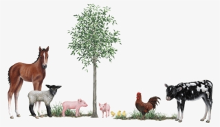 Farm Animals Collection Wall Decals Stickers - 3d Wall Stickers Farm Animals