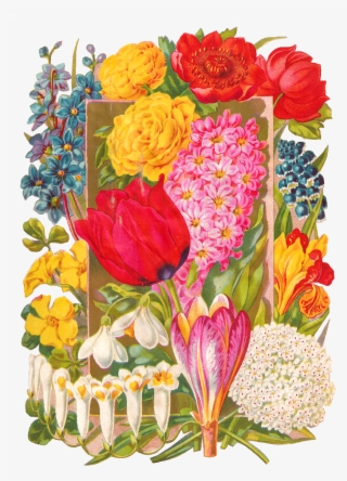 This Antique Botanical Artwork Illustration Is Of Many, - Bouquet