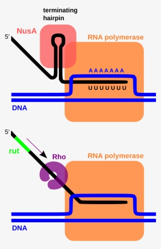 Open - Transcription Termination