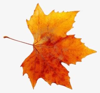 Autumn Leaves, Fallen Leaves, Clip Art, Autumn Colours, - Orange Fall Leaf Png
