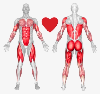 Stationary Rowing - Muscles Do Deadlifts Work