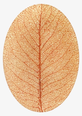 Circle