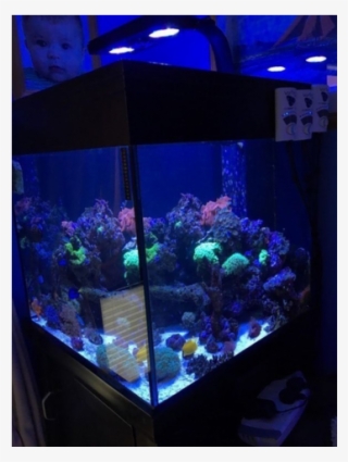 Black Aqua One 275 Marine Tropical Fish Tank Aquarium - Aquarium Lighting