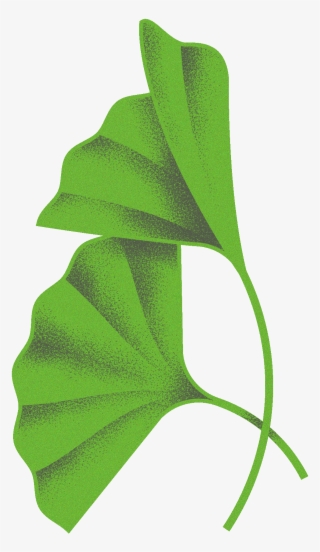 Plant Study - Index - - Maidenhair Tree