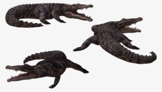 Image - Crocodile 3d Png