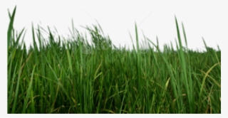 Free Png Download Grass Png Images Background Png Images - Portable Network Graphics