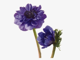 Drawn Lavender Field Flower - Flowers That Mean Fearless