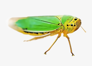 Leafhoppers Comprise A Varied Group Of Pests That Damage - Leafhopper