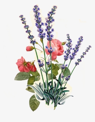 Rose And Lavendar - Vintage Lavender Seed Packets