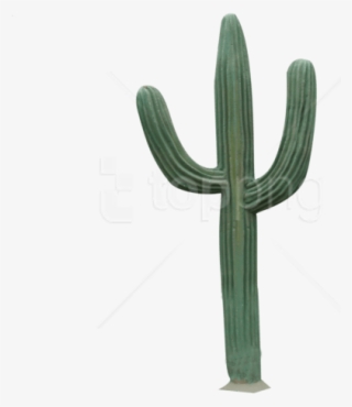 Free Png Download Cactus Png 4 Png Images Background - Cactus Png