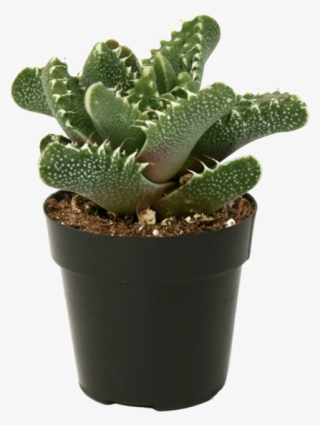 Faucaria Tiger Jaws Tigers - Tiger Jaws Plant