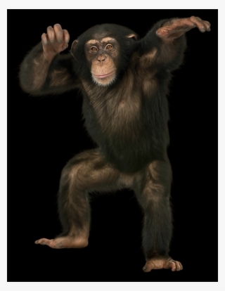 Common Chimpanzee