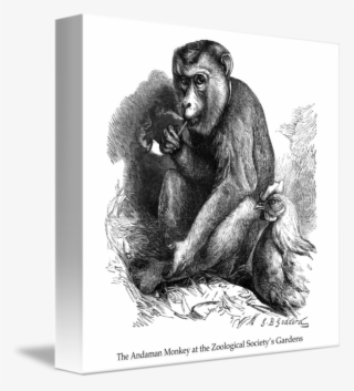 Chimpanzee Drawing First - Common Chimpanzee