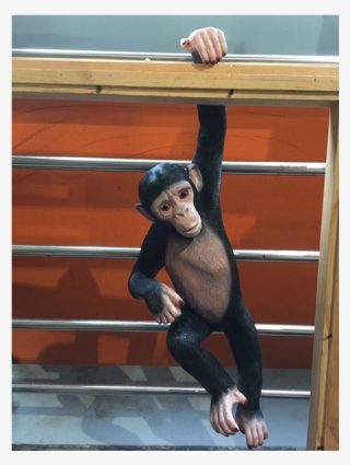 Monkeyswing - Common Chimpanzee