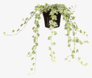 Common Ivy - Bag