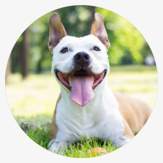 Adopt-dog - Pitbull Dog