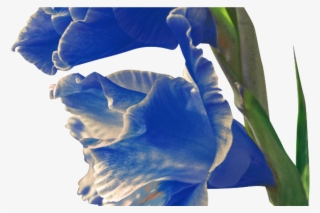 Blue Gladiolus - Iris