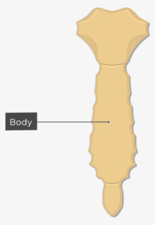 Body Or Gladiolus - Sternum Bone