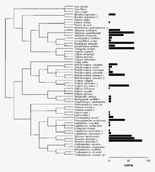 Composite Phylogeny Used In Comparative Analyses Phylogeny - Number