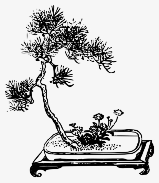 Bonsai