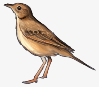 Richard'spipit