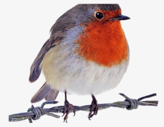Robin Clipart Transparent Background - Robin Bird Cartoon Png