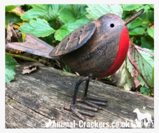 Tin Robin - Perching Bird