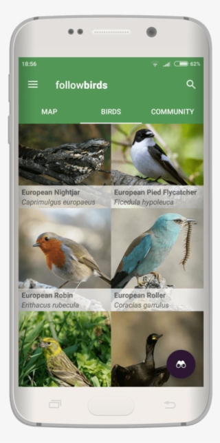 Quality Bird Information - White Breasted Nuthatch