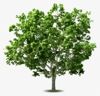 Shrub Clipart Hedge - Tree