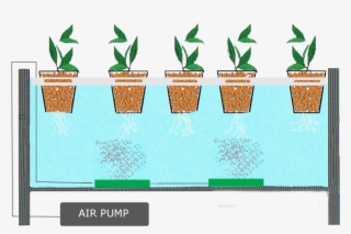 Water-culture - Hydroponics With Air Pump