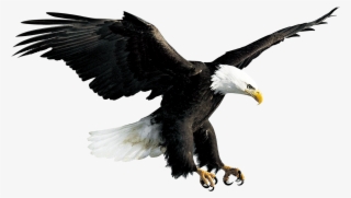 2500 X 2500 9 - Eagle Hawk Flying