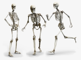 Happy Skeleton Family Does Not Need Over Hyped Consumer - Bones From Person