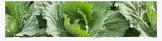 Cad Web Sauerkraut 1800×600 - Collard Greens