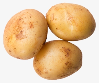 Potato - Yukon Gold Potato