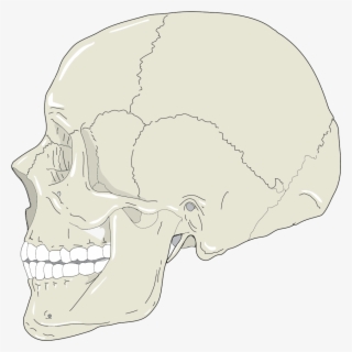Realistic Human Skull Profile View - Skull Profile Png