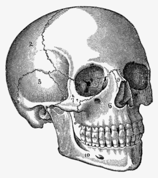 Click And Drag To Re-position The Image, If Desired - Medical Illustration Skull